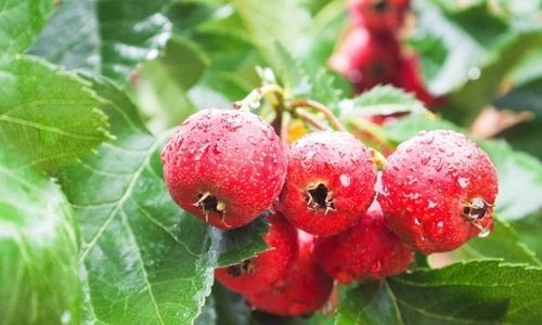 Alıç Fidanı Satışı