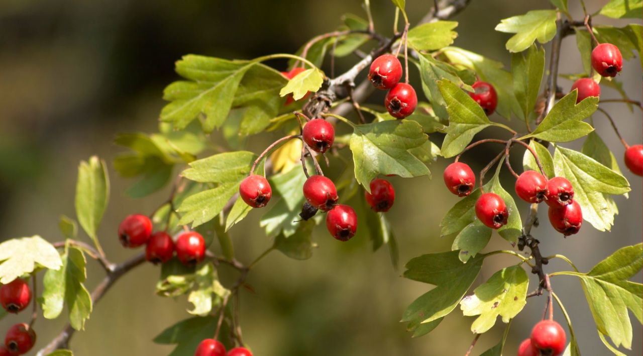 Alıç Fidanı Satışı