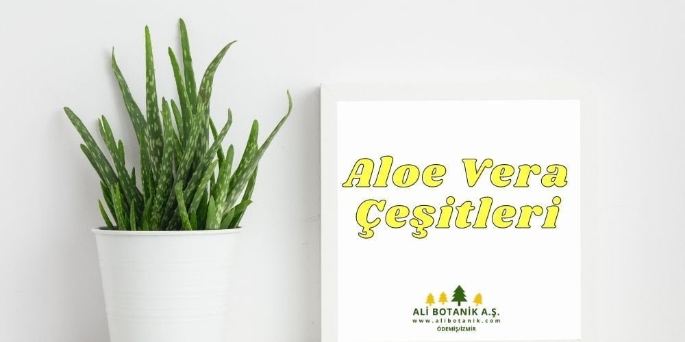 Aloe Vera Çeşitleri
