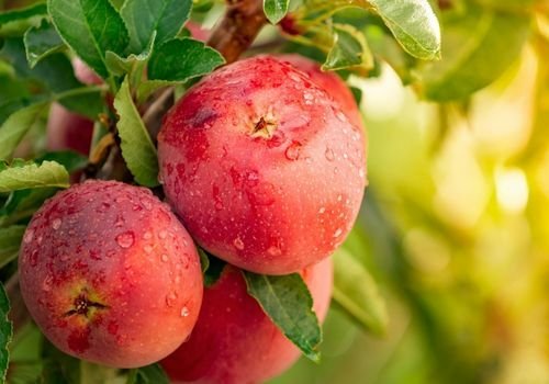 Amasya Elması Fidanı Çeşitleri