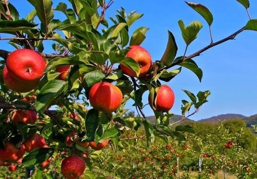 Amasya Elması Fidanı Özellikleri