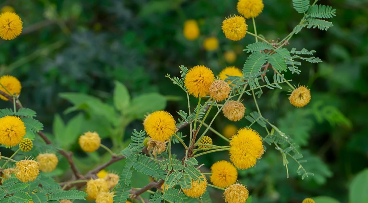 Amber Ağacı Nerede Yetişir