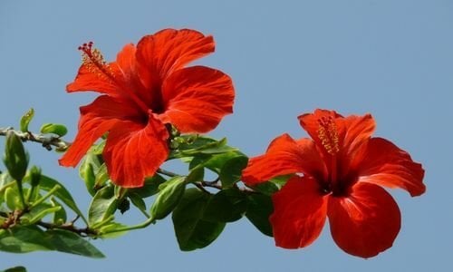 Amber Çiçeği Çeşitleri