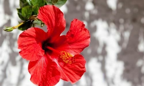 Amber Çiçeği Özellikleri