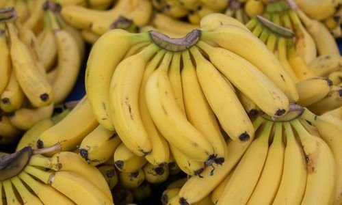 Anamur Muz Fidanı Bakımı