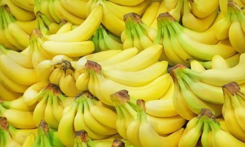 Anamur Muz Fidanı Satışı