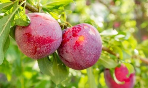 Angelika Erik Fidanı Fiyatı