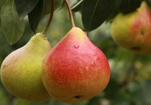 Ankara Armudu Fidanı Bakımı