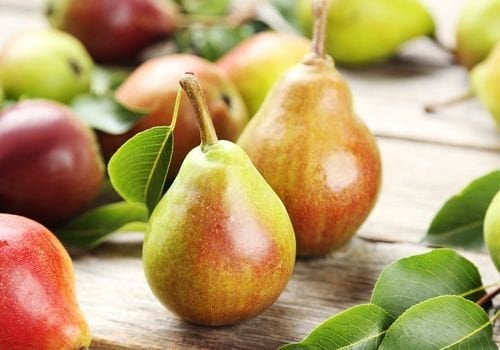 Ankara Armudu Fidanı Fiyatı