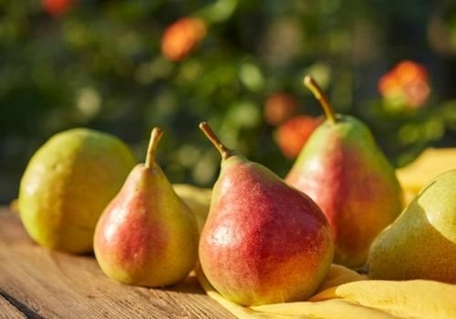 Ankara Armudu Fidanı Satışı