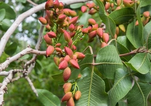 Antep Fıstığı Fidanı Bakımı