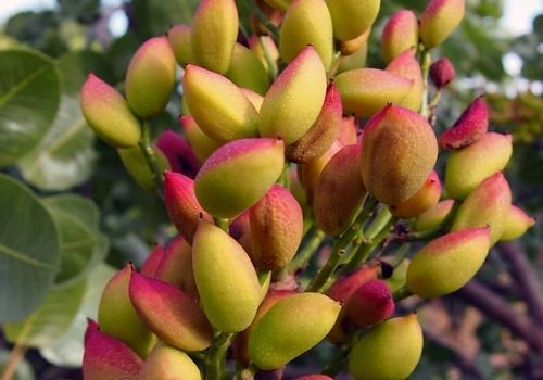 Antep Fıstığı Fidanı Çeşitleri