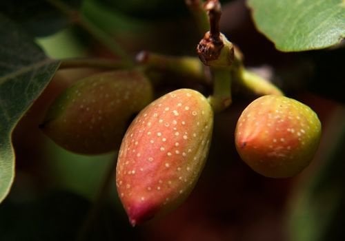 Antep Fıstığı Fidanı Özellikleri