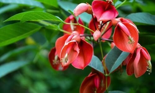 Arap Dudağı Çiçeği Özellikleri