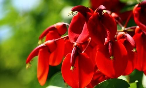 Arap Dudağı Çiçeği Bakımı