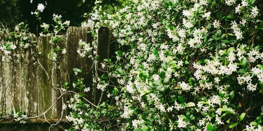Arap Yasemini Bakımı