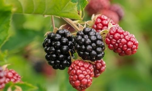 Arapaho Böğürtlen Fidanı Bakımı