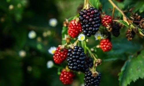 Arapaho Böğürtlen Fidanı Çeşitleri