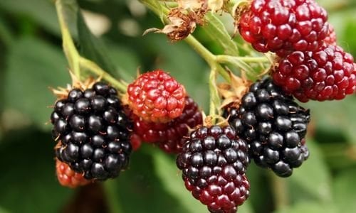 Arapaho Böğürtlen Fidanı Fiyatı