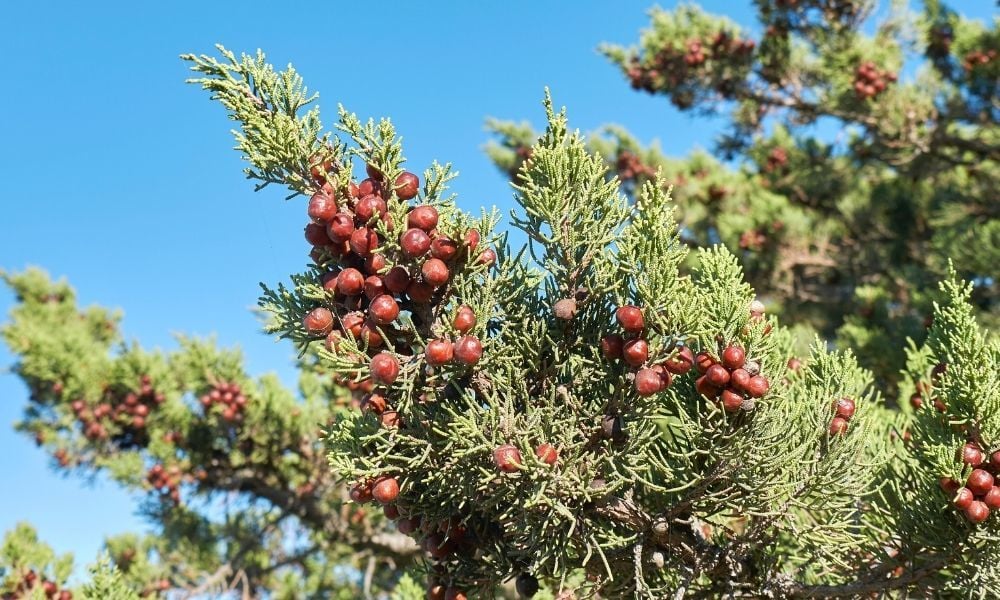 Kırmızı Ardıç Fidanı Özellikleri