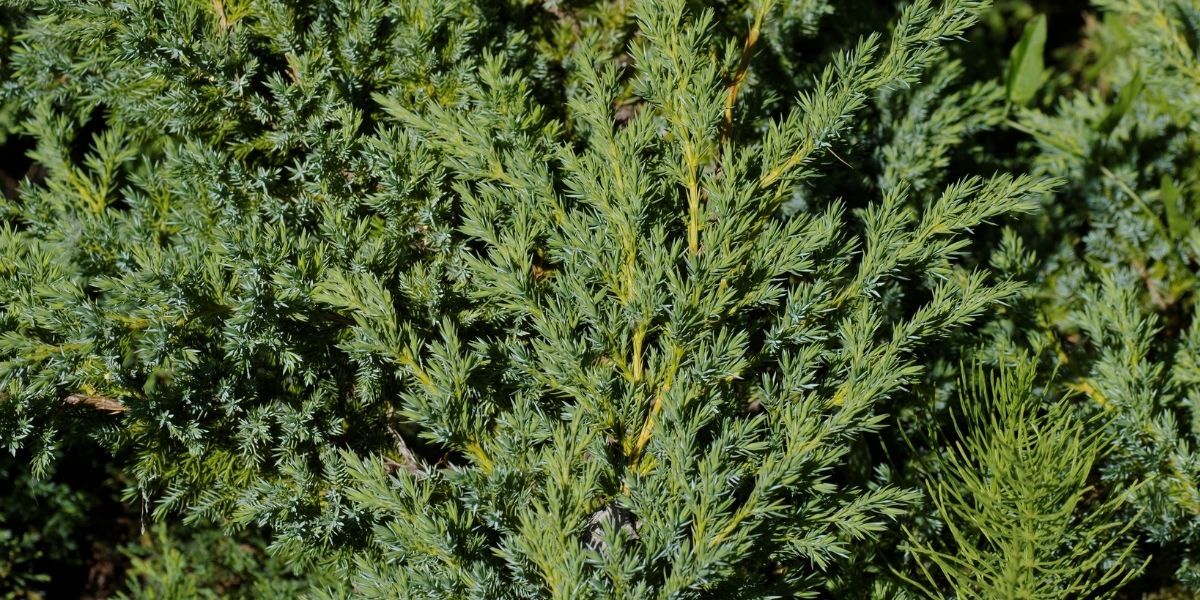 Mavi Ardıç Fidanı Satışı