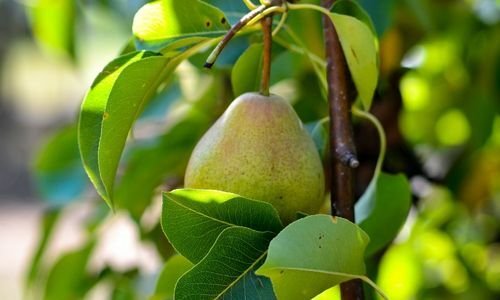 Armut Fidanı Çeşitleri