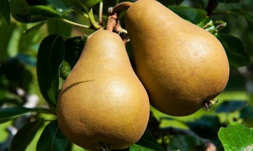 Armut Fidanı Fiyatı