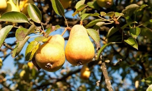 Armut Fidanı Satışı