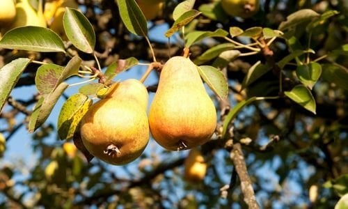 Armut Fidanı Özellikleri