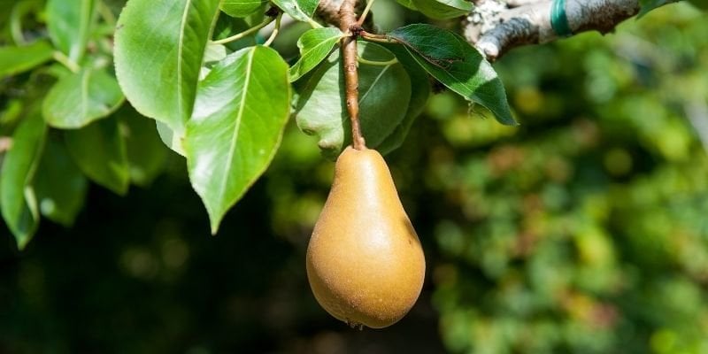 Tüplü Armut Fidanı Fiyatı