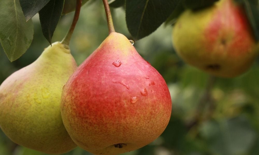 Armut Fidanı Çeşitleri