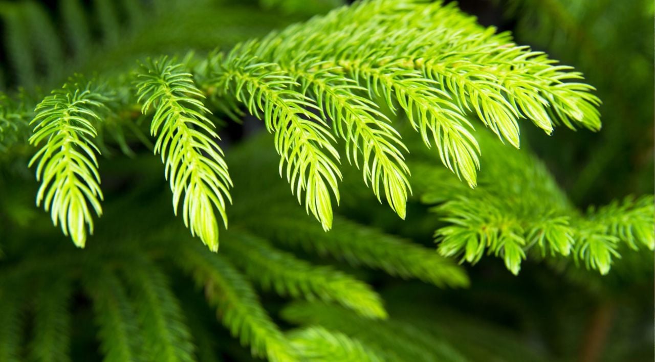 Salon Çamı Arokarya Nedir?