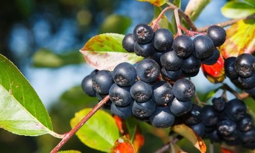 Wiking Aronya Fidanı Bakımı