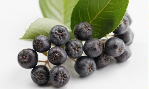 Wiking Aronya Fidanı Çeşitleri