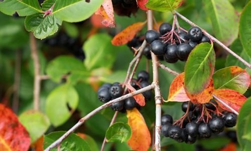 Wiking Aronya Fidanı Özellikleri