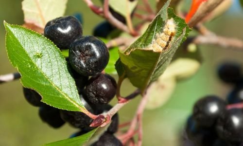 Wiking Aronya Fidanı Satışı