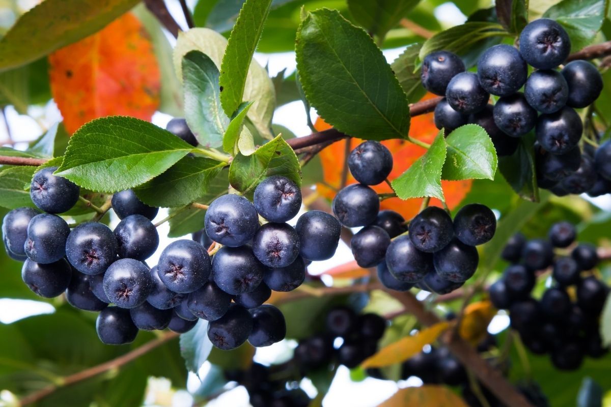 Aronya Fidanı Satışı