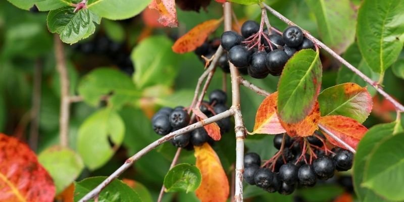 Aronya Fidanı Özellikleri