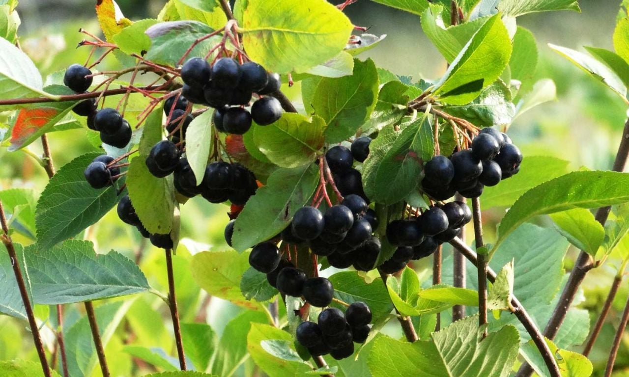 Aronya Yetiştiriciliği Nasıl Yapılır