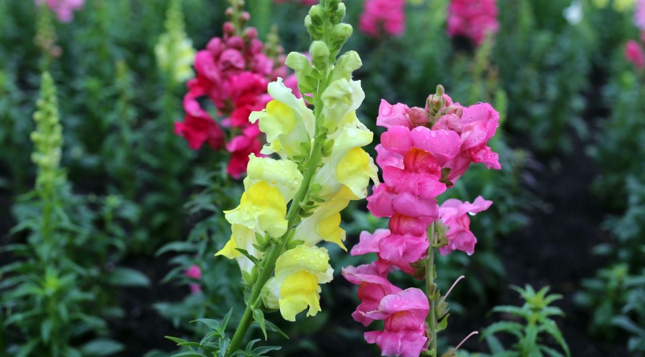 Aslanağzı Çiçeği Fiyatı