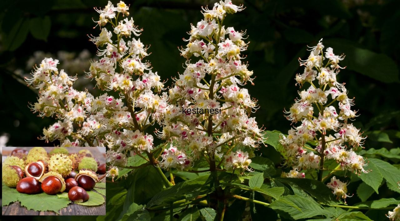 At Kestanesi Ağacı Nedir?