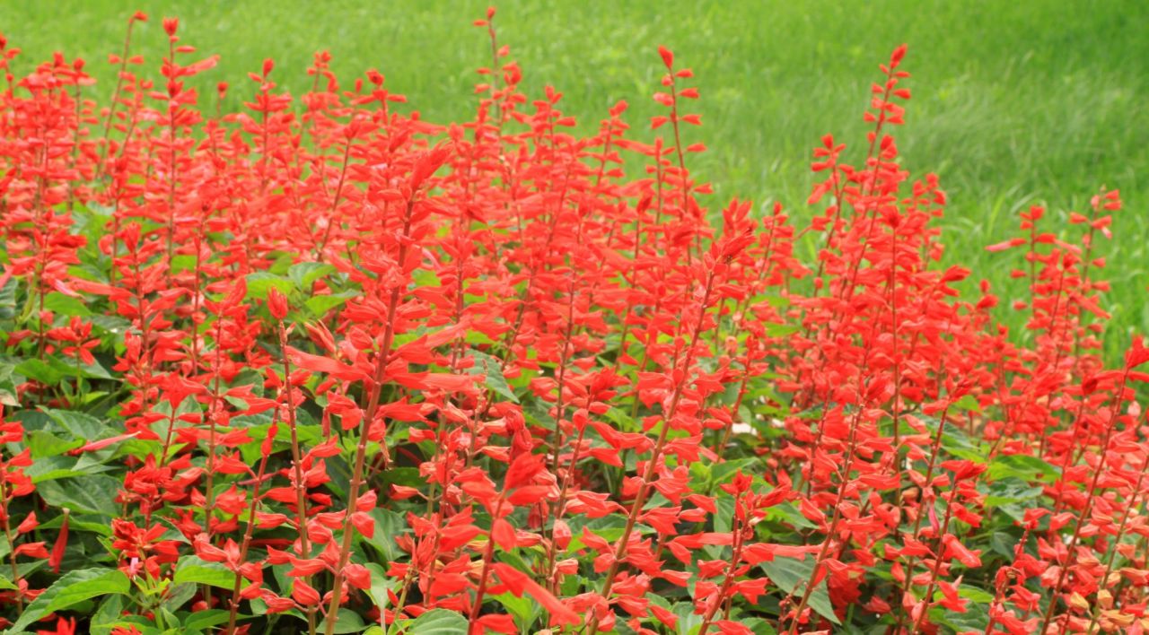 Ateş Çiçeği Bakımı