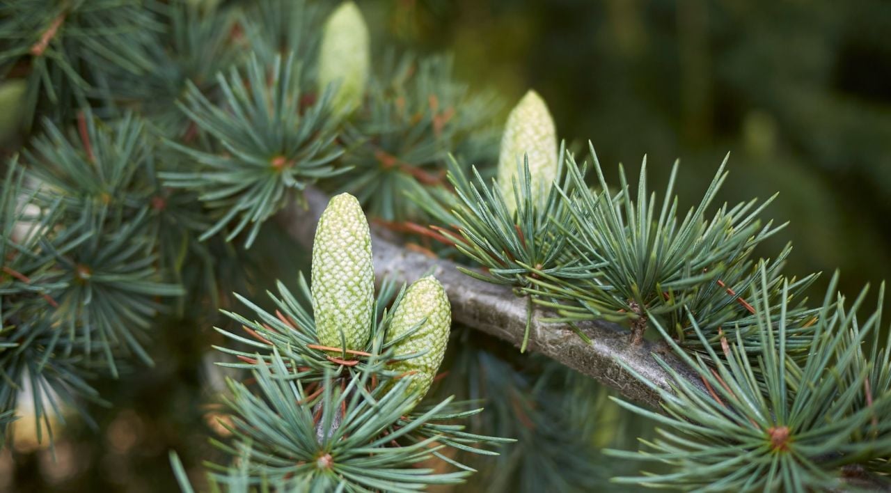 Atlas Sediri Genel Özellikleri