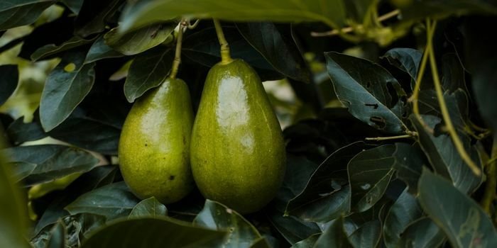 Avokado Fidanı Bakımı