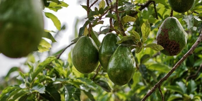 Avokado Fidanı Özellikleri