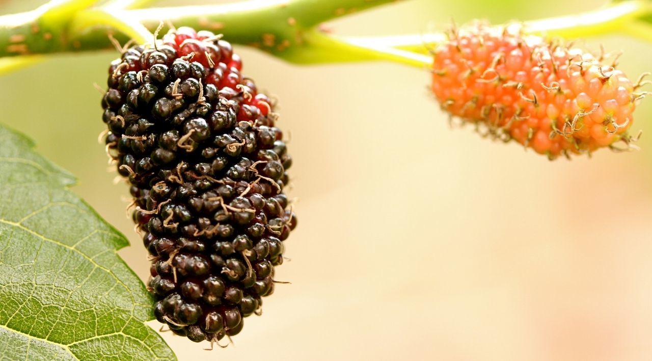 Avustralya Dut Fidanı Bakımı