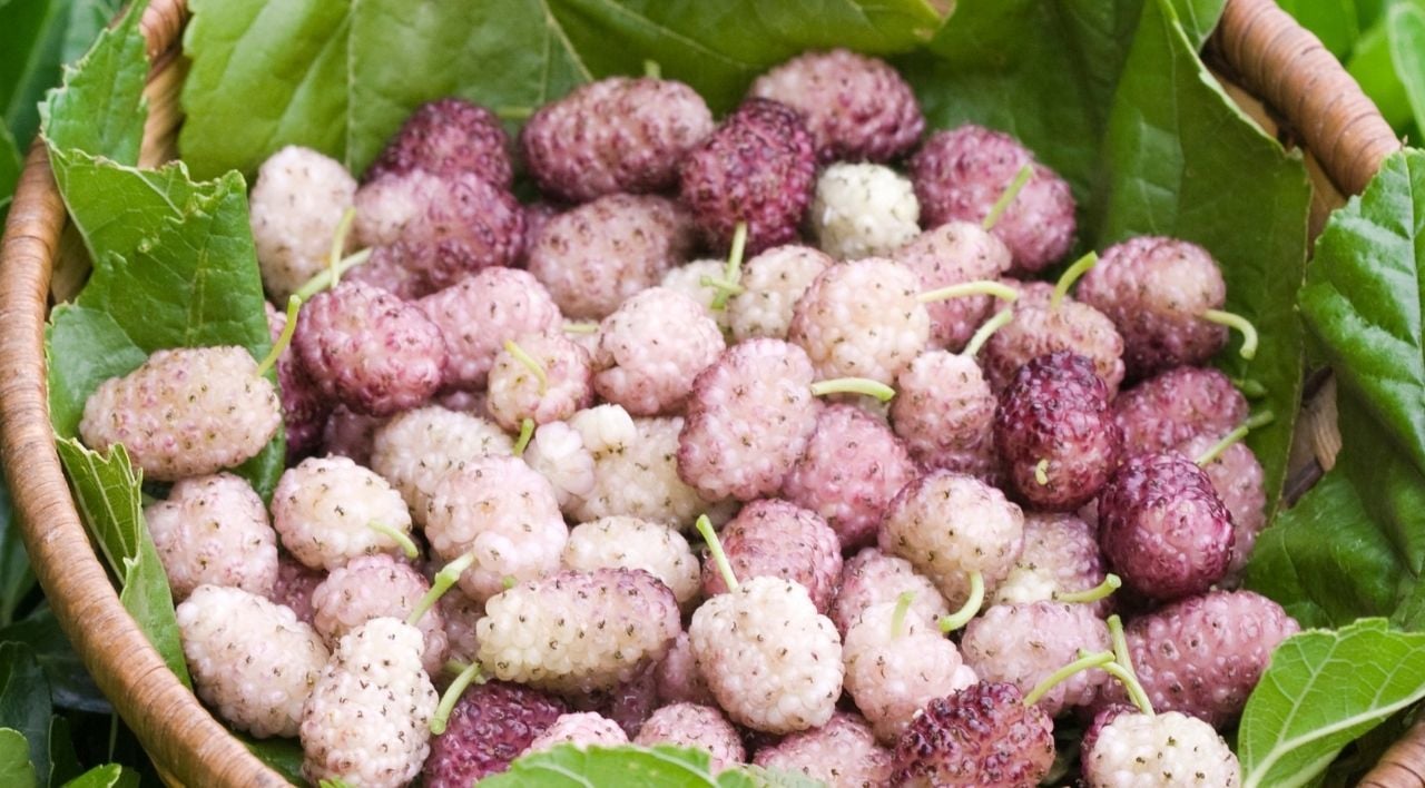 Aşılı Mor Dut Fidanı Satışı