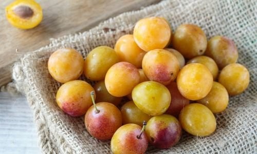 Aynalı Erik Fidanı Satışı