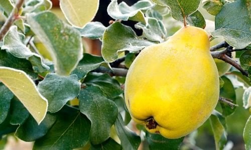 Ekmek Ayvası Fidanı Bakımı