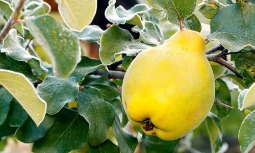 Aşılı Ekmek Ayvası Fidanı Bakımı